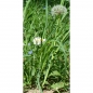 Preview: Photo Background - meadow - 30x60 - high